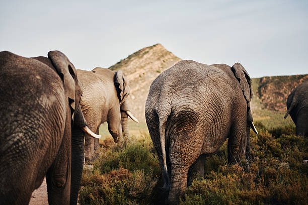Tarangire National Park