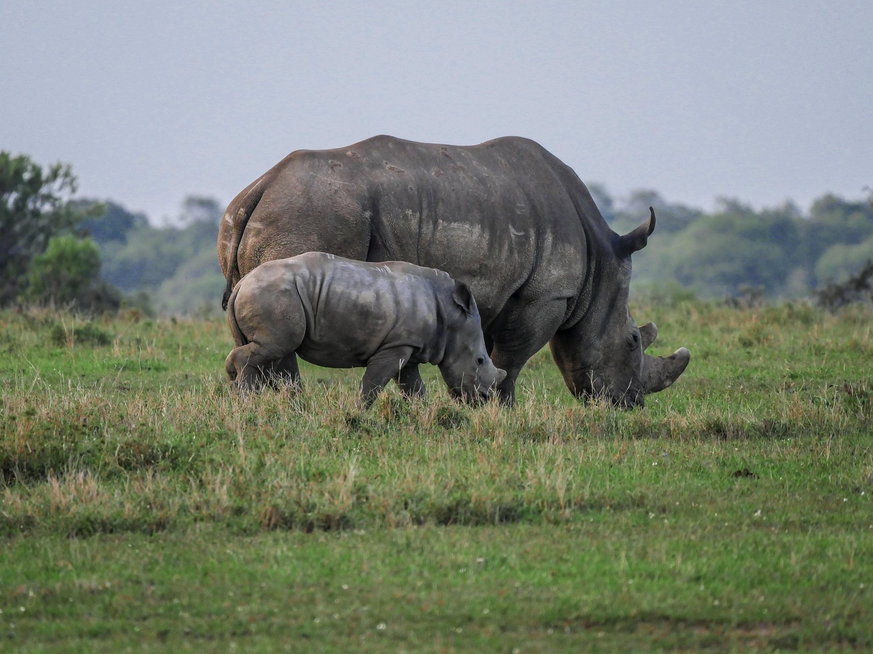 Mkomazi National Park