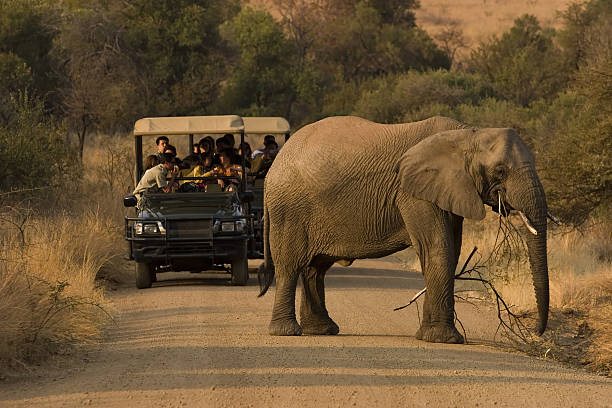 Budget Tanzania Safari Guide