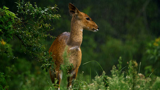 1 Day Arusha National Park Safari from Moshi 2026-2027