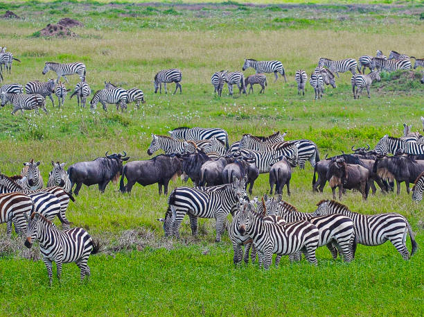 1 Day Kilimanjaro Hike from Moshi 2026-2027