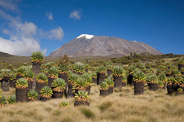 1 Day Kilimanjaro Nature Tour