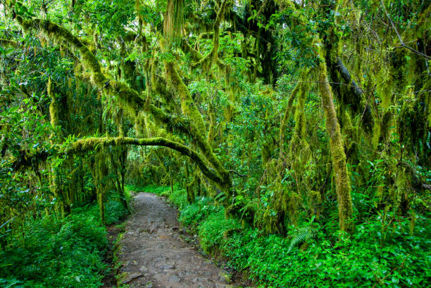 4 Day Kilimanjaro Trekking Tour from Moshi