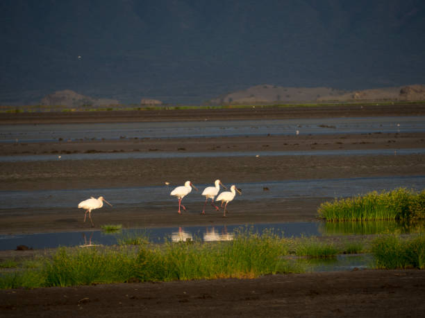 Lake Manyara National Park
