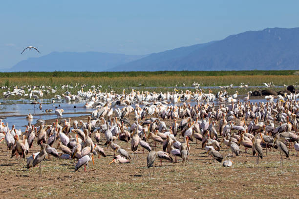 1 Day Lake Manyara Safari from Moshi 2026-2027