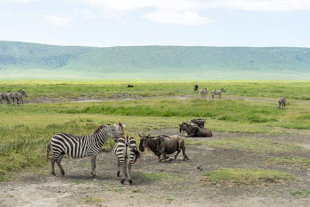 1 Day Ngorongoro Day Trip from Moshi 2026-2027