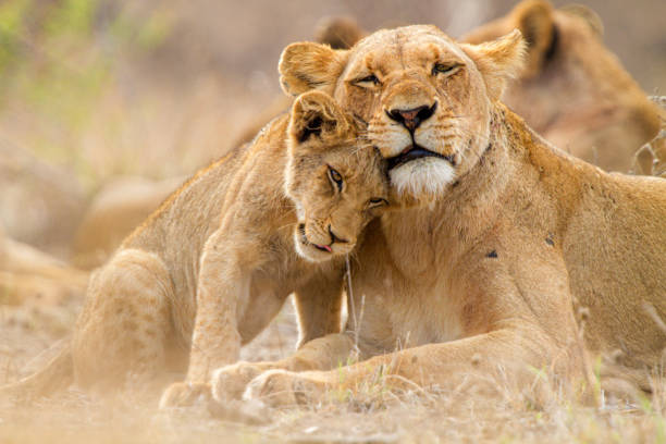 1 Day Ngorongoro Safari from Moshi 2026-2027