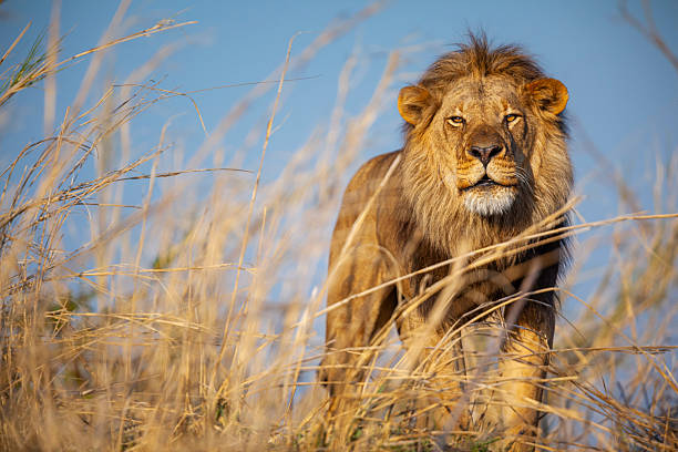 1 Day Private Safari from Moshi 2026-2027