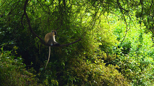 1 Day Safari from Moshi Price