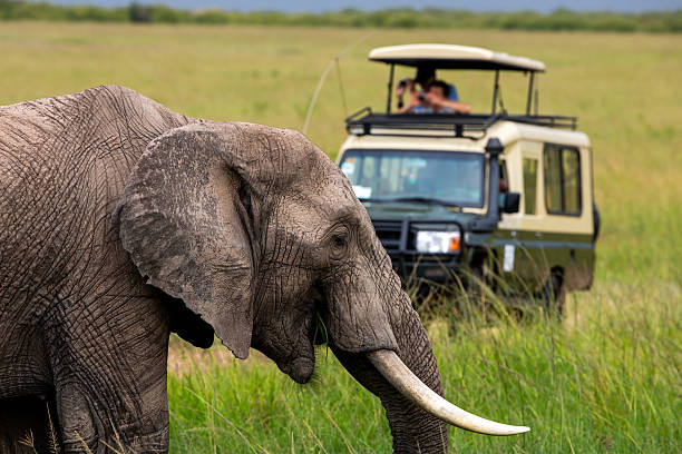 1 Day Safari Tour from Moshi