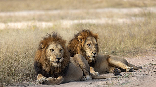 1 Day Tarangire Day Trip from Moshi