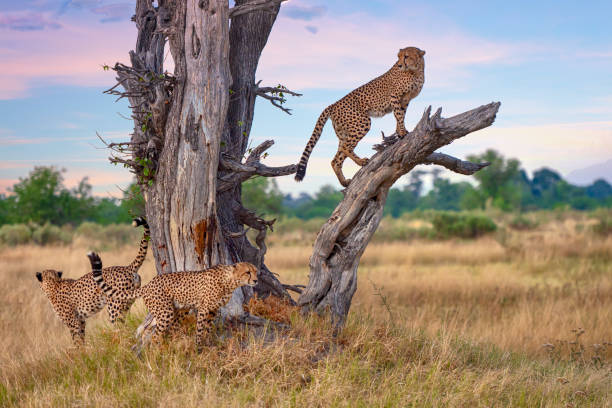 1 Day Tarangire Safari from Moshi