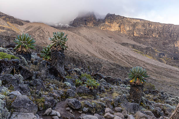 2 Day Kilimanjaro Hiking Tour Cost
