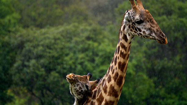 2 Day Tarangire Ngorongoro Safari