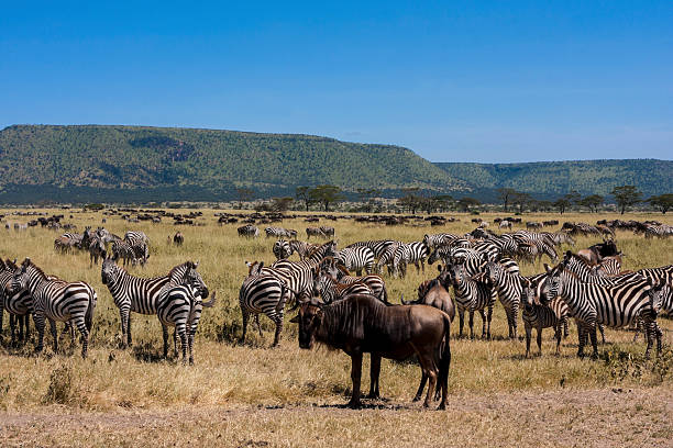 2 Day Safari from Moshi Cost