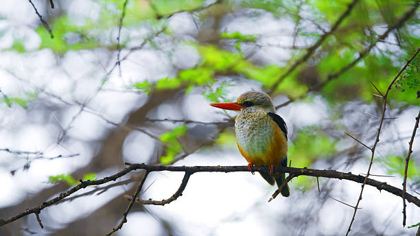 2 Day Safari Package from Moshi