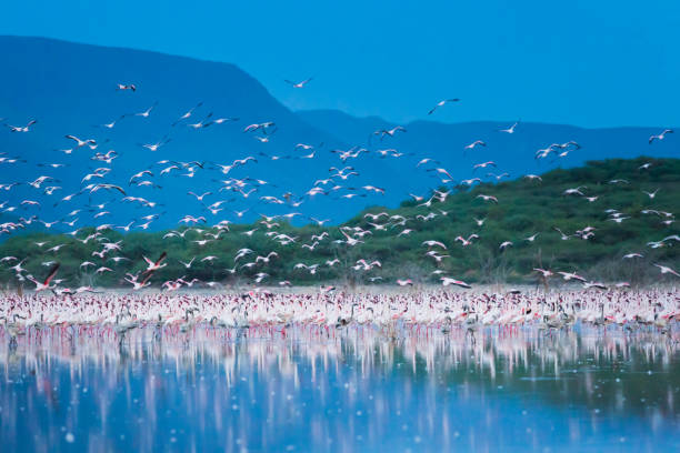 2 Day Tanzania Safari Cost
