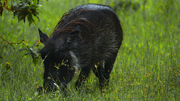 2 Day Tanzania Safari from Moshi
