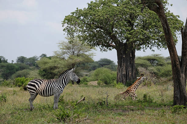 2 Day Tanzania Safari Price
