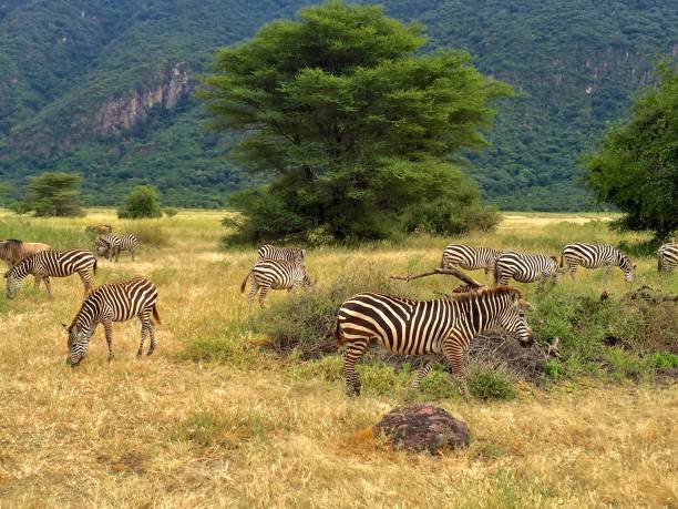 2 Day Tarangire and Ngorongoro Safari from Moshi