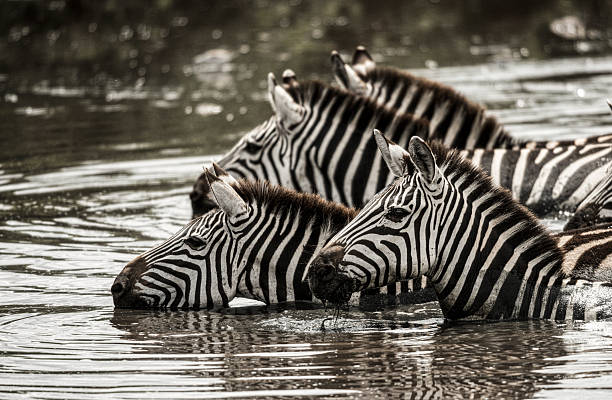 2 Days Group Joining Safari from Moshi