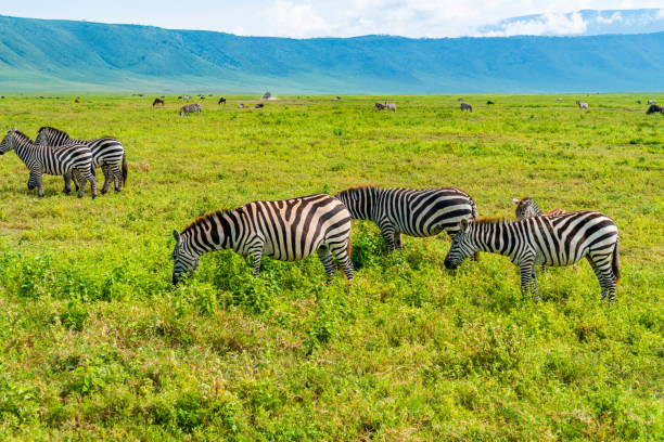 2 days ngorongoro crater safari from moshi
