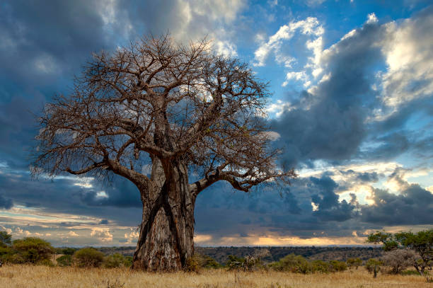 2 Days Safari from Moshi to Tarangire National Park