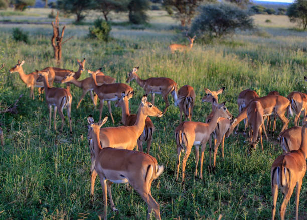 2 Days Tanzania Safari from Moshi