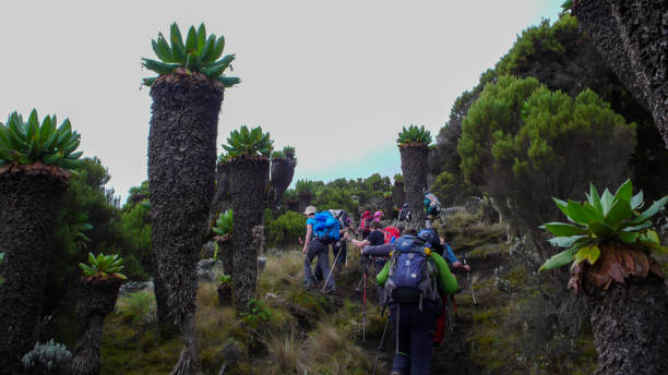 3 day kilimanjaro guided hiking package