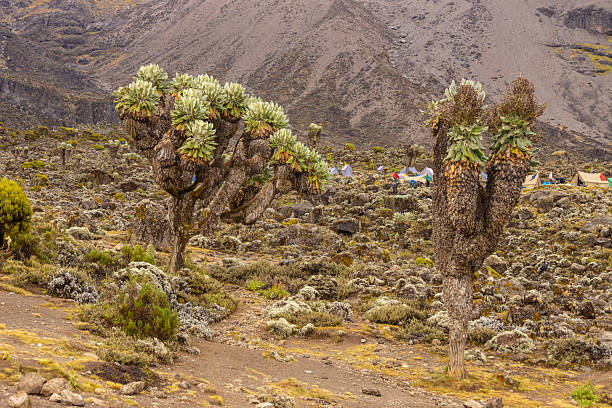 2 Day Kilimanjaro Local Trekking Tour
