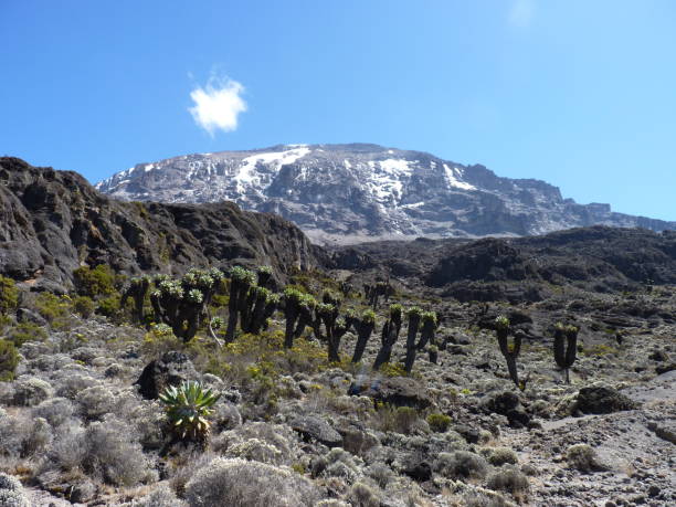 3 Day Kilimanjaro Short Hiking Package