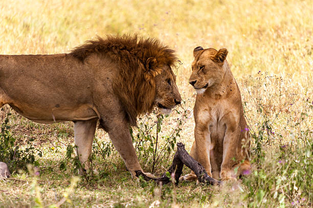 3 Day Tanzania Camping Safari