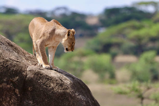 3 Day Tanzania Safari Package