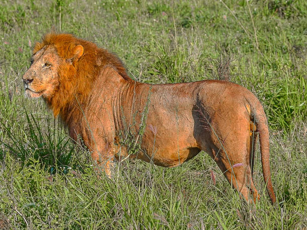 3 Day Tanzania Safari