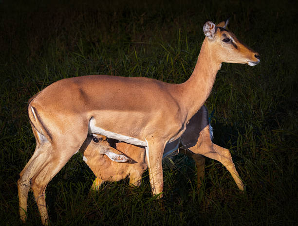 3 Days Group Joining Safari from Moshi