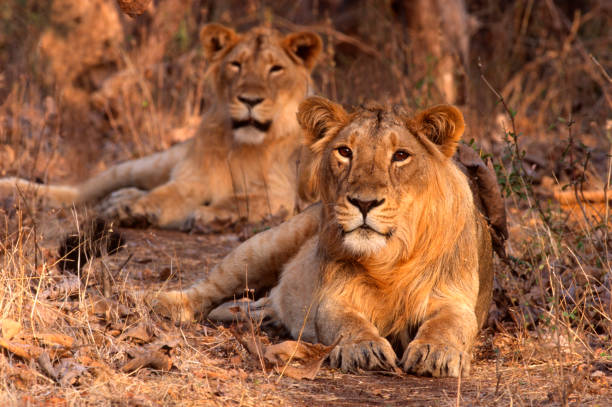 4 Day Big Five Safari Tanzania