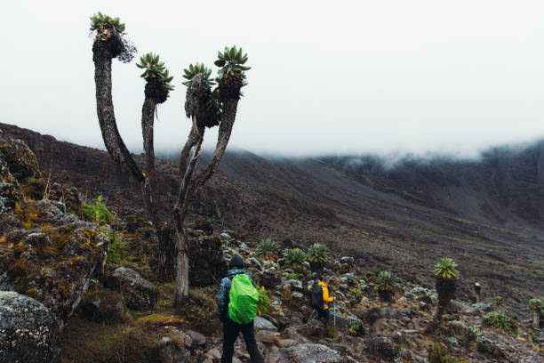 4 day kilimanjaro walking adventure