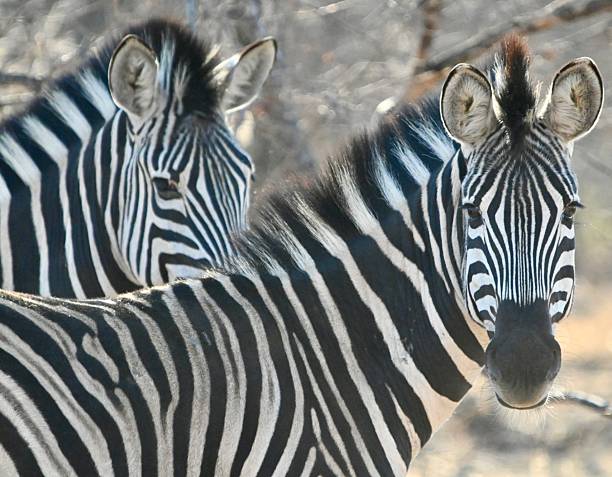 4 Day Safari from Moshi