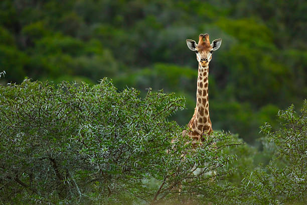 4 Day Serengeti Ngorongoro Safari
