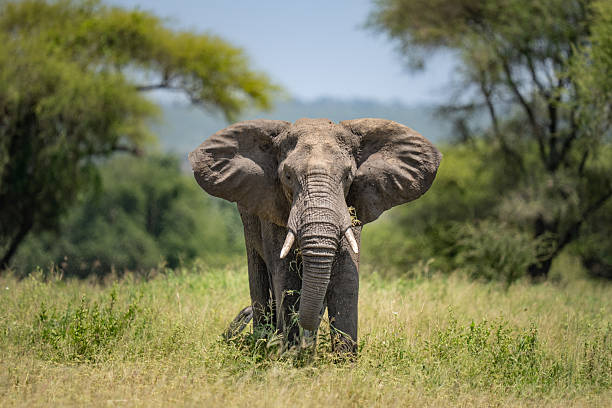 4 Day Tanzania Wildlife Safari