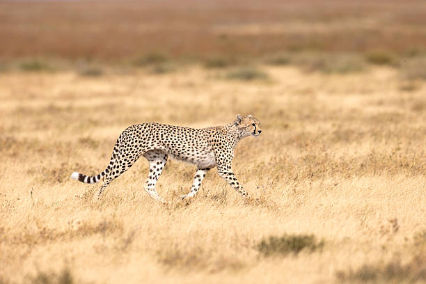 4 Days Group Joining Safari from Moshi