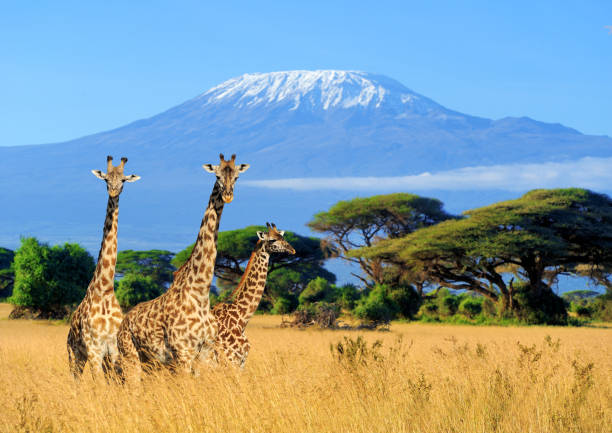 4 Days Safari After Kilimanjaro Climb