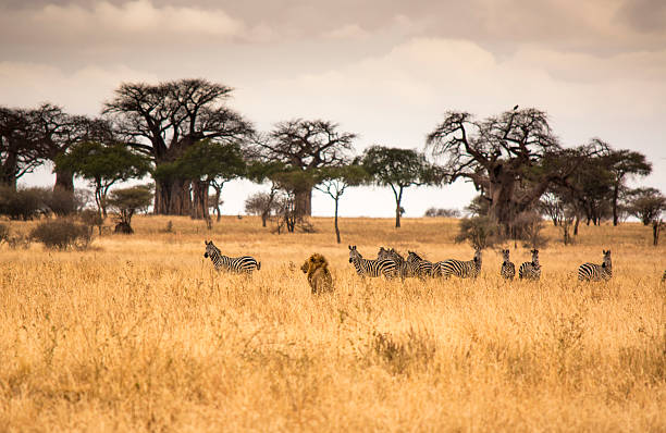 4 Days Tanzania Safari from Moshi
