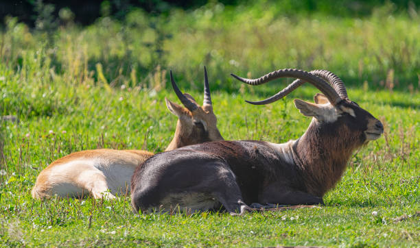Moshi Tanzania Safari Packages