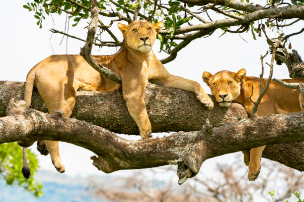 5 Day Safari from Moshi