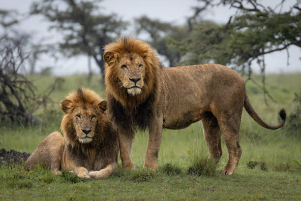 5 Day Tanzania Safari from Moshi