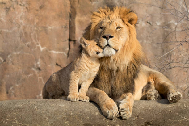 5 Day Tanzania Safari Package