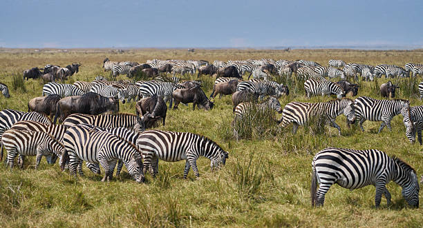 6 Day Great Migration Safari Tanzania