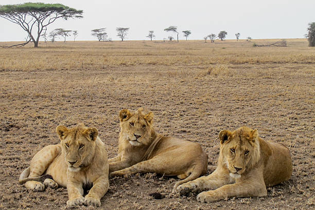 6 Day Northern Tanzania Safari