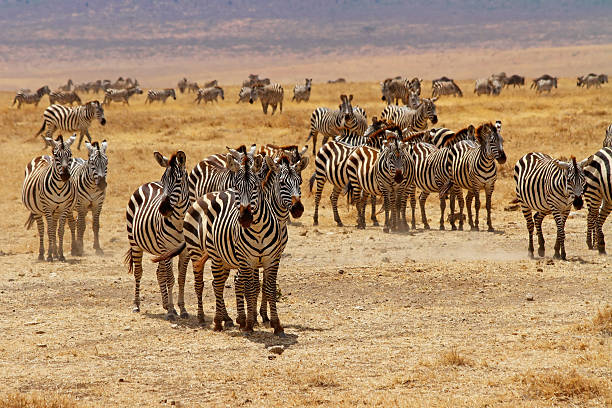 6 day tanzania group safari